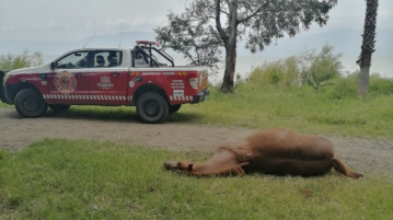 Swarm of bees kills horse at La Crucita park